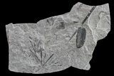 Fossil Flora (Macroneuropteris? & Annularia) Plate - Kentucky #154659-1